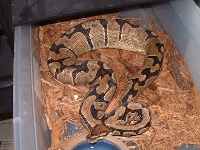 Ovulation