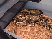 female Blackback ball python