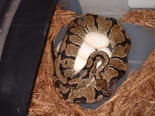 eggs laid 3-26-05