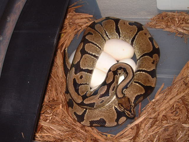 eggs laid 3-26-05