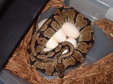 eggs laid 3-26-05