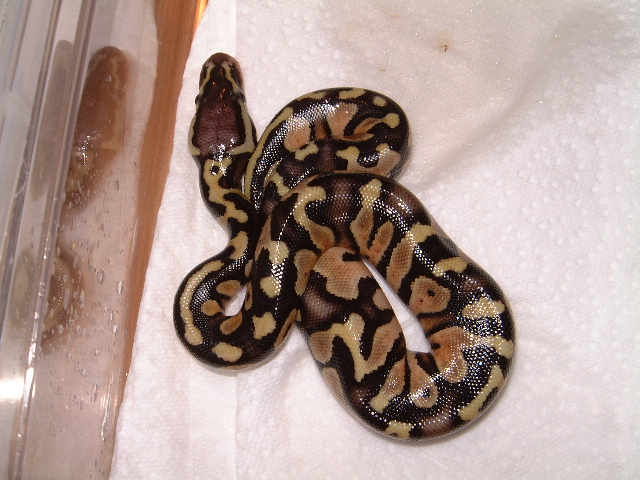Pastel baby born 7-25-06