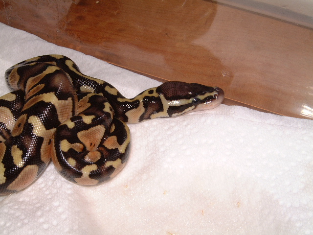 Pastel baby born 7-25-06