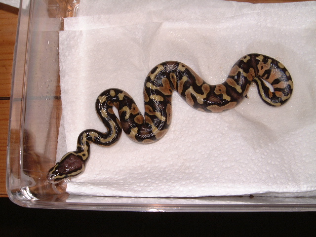 Pastel baby born 7-25-06