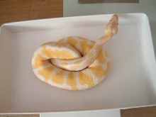 albino ball python #2