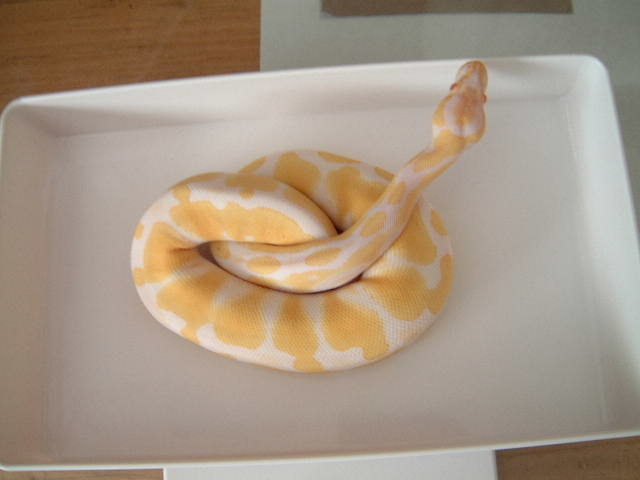 albino ball python #2