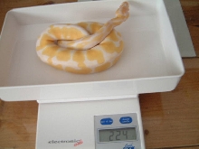 albino female ball python