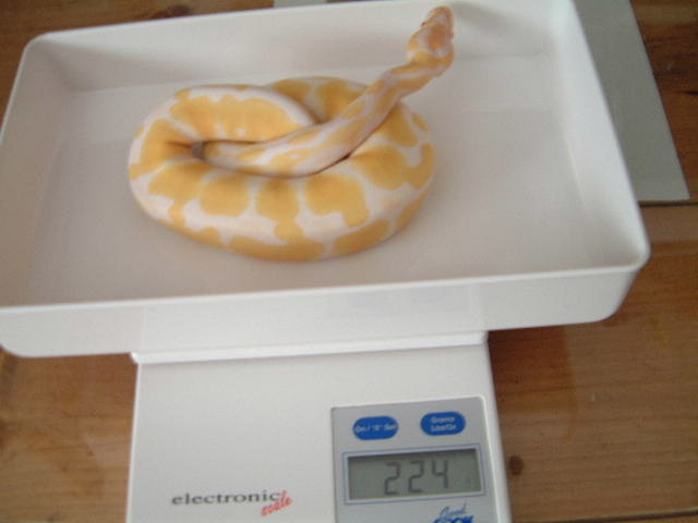 albino female ball python
