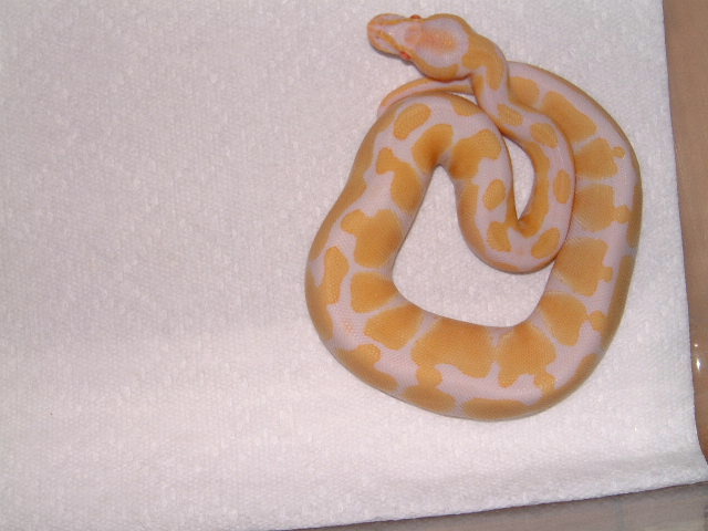 albino ball python female #2