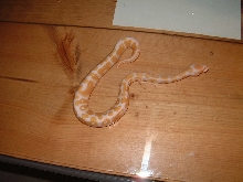Albino Ball Python male