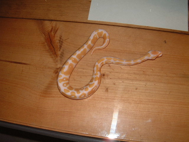 Albino Ball Python male