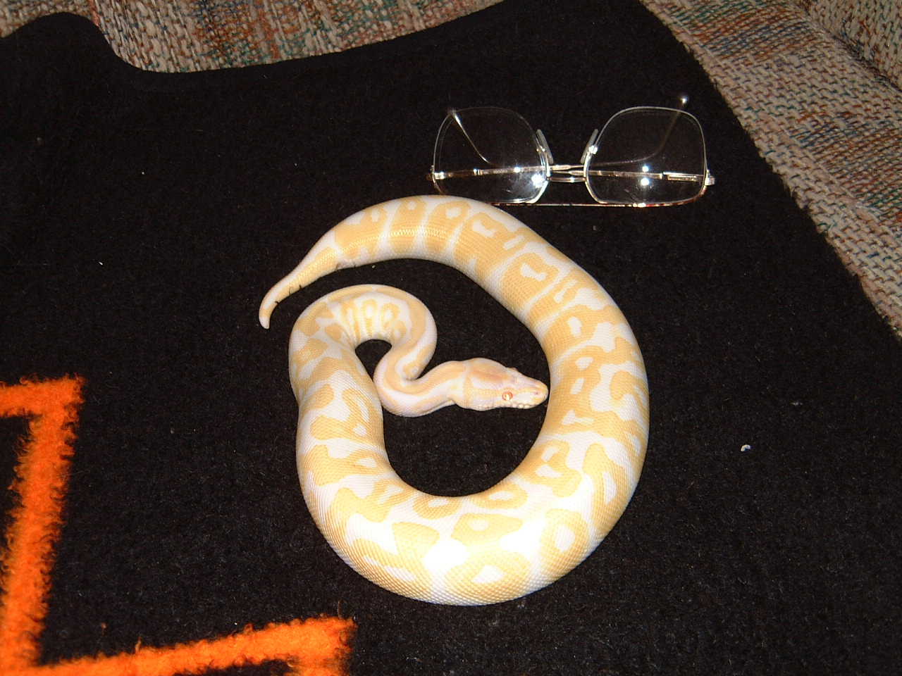 albino male one