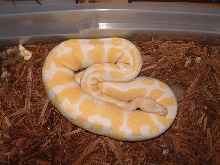 albino ball female #1