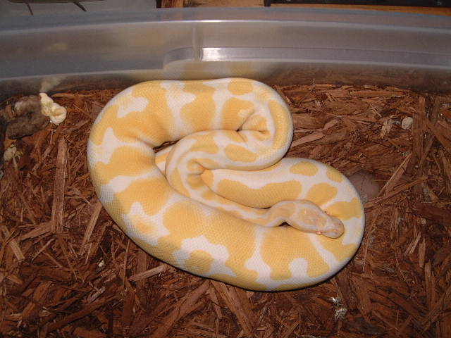 albino ball female #1