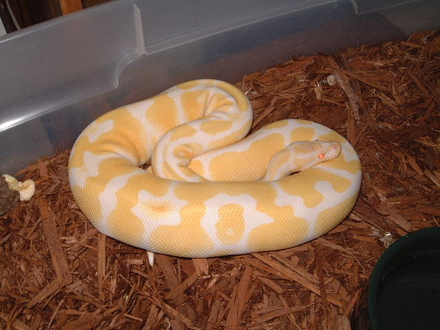 albino ball female #1a