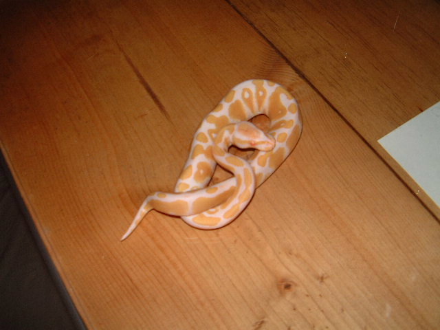 Albino Ball Python male