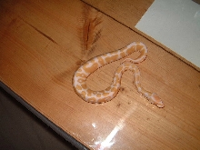 Albino Ball Python male