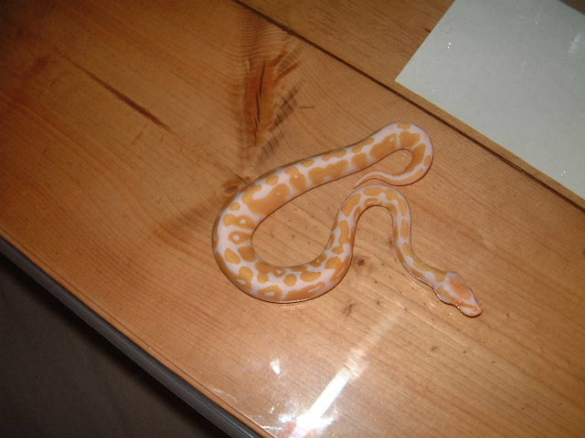 Albino Ball Python male