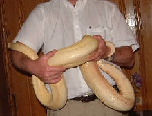 albino female boa