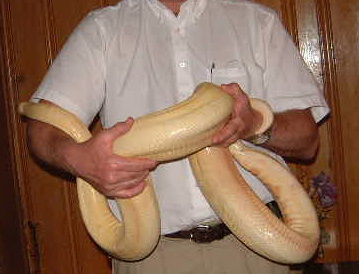 albino female boa