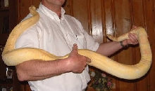 albino boa female d