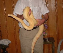 albino boa female a