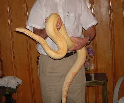 albino boa female a