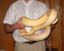 albino boa female b