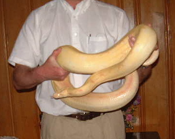 albino boa female b