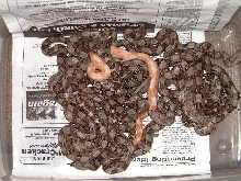 baby boas from Het to Het