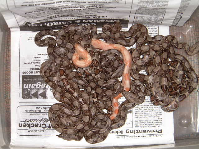 baby boas from Het to Het