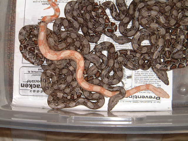 baby boas
