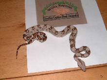 baby boa