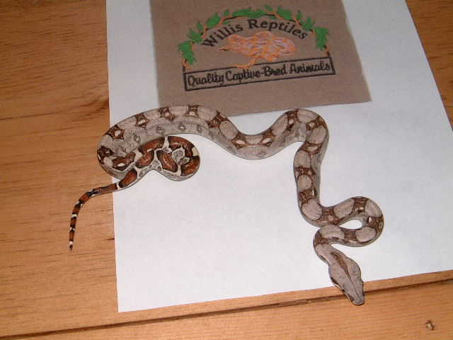 baby boa