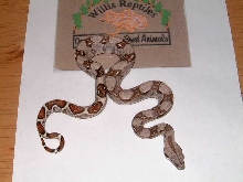 baby boa