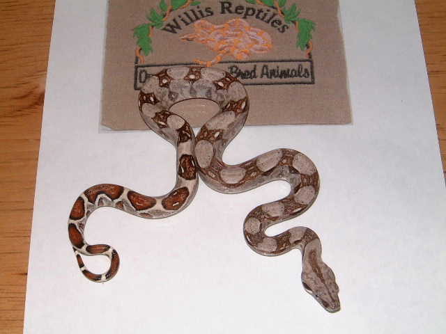 baby boa