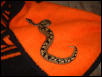 ball female one