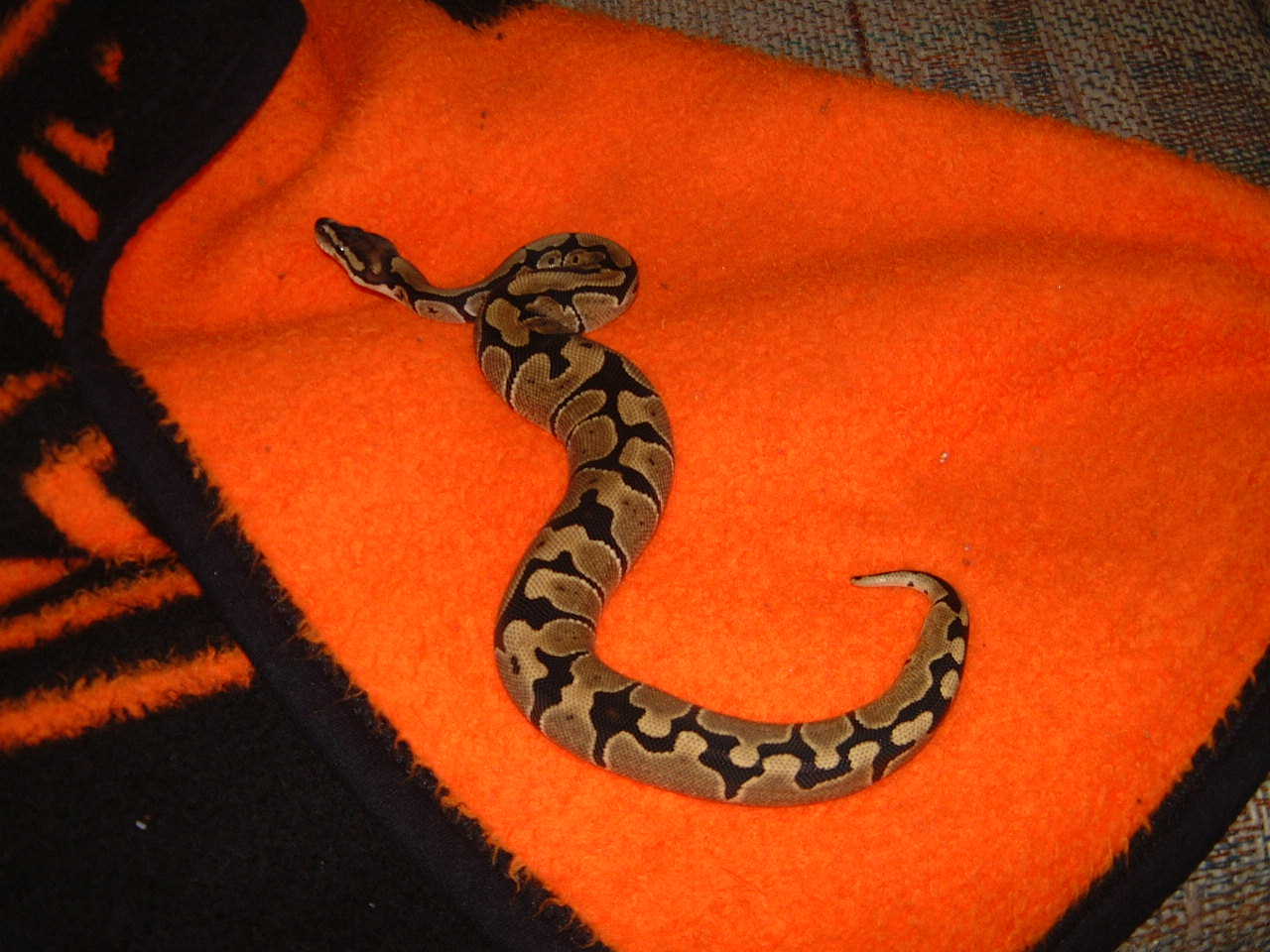ball female one