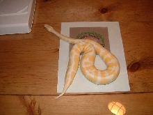 female albino ball at ten months