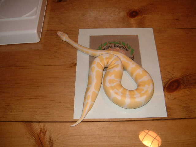 female albino ball at ten months