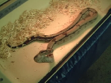 female reverse stripe suri boa