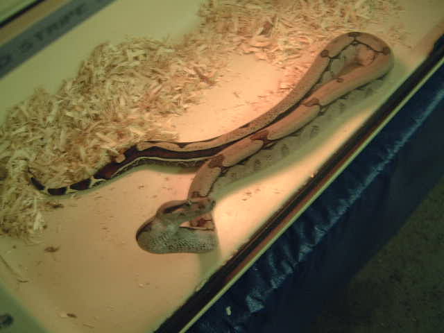 female reverse stripe suri boa