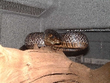 Texas Indigo female