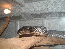 Texas Indigo female