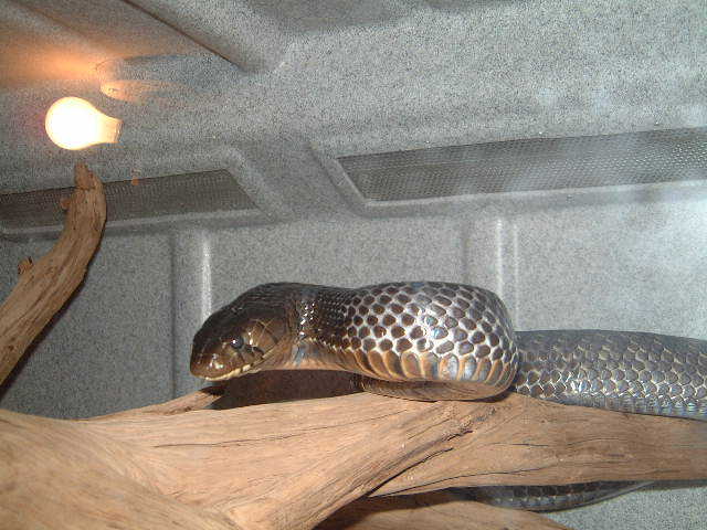 Texas Indigo female