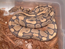 ghost ball python