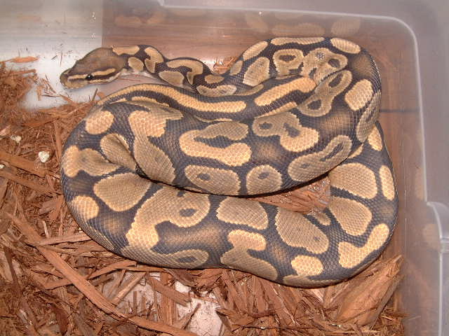 ghost ball python