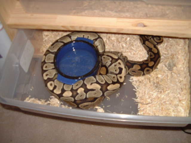 ghost ball breeding