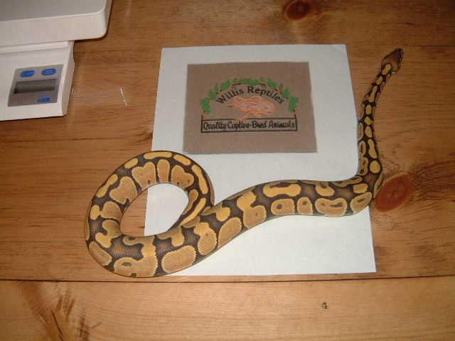 ghost male