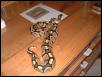 ghost male two
